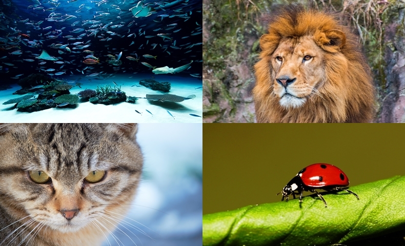 知れば知るほど興味深い 動物 生き物の面白い雑学１４０選